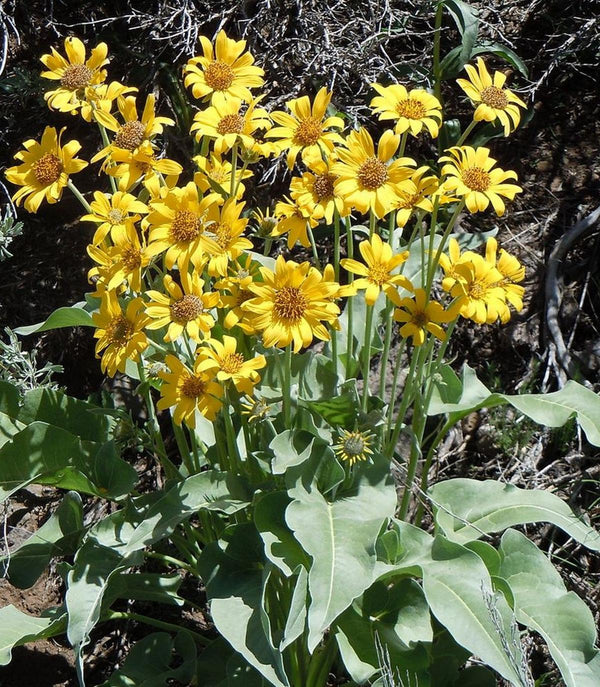 Arrowleaf Balsamroot